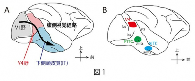 色とコントラスト