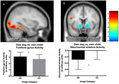 子どもと犬を見るときの母親の脳の活性化