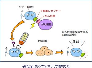 iPS細胞