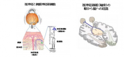 軸索を持つ視神経細胞