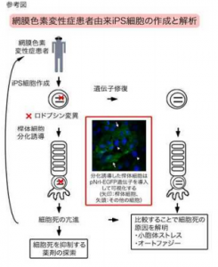 網膜色素変性症iPS細胞