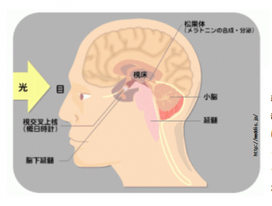 体内時計