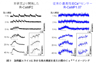 超高感度赤色カルシウムセンサー