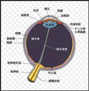 角膜移植