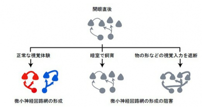 生後の視覚機能を支える神経回路の発達